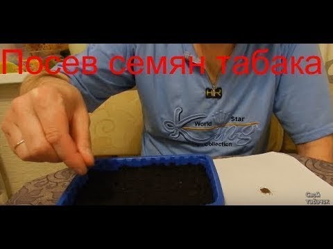 Видео: Как сеять семена табака