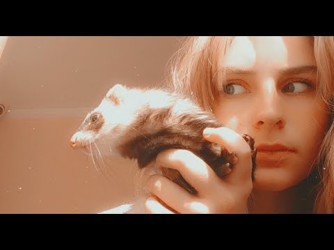 Видео: Хорек живёт без клетки?// Вопрос-ответ///