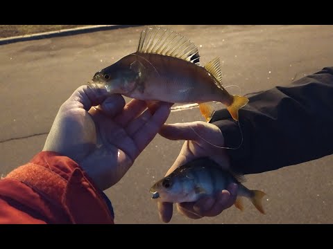 Видео: #287 | #Street fishing | Смоленка & Нева | Ловим окуней |