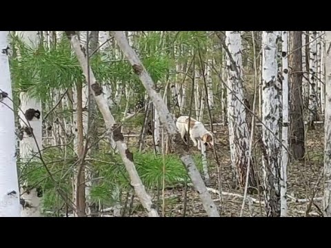 Видео: Работа гончей в весеннем лесу