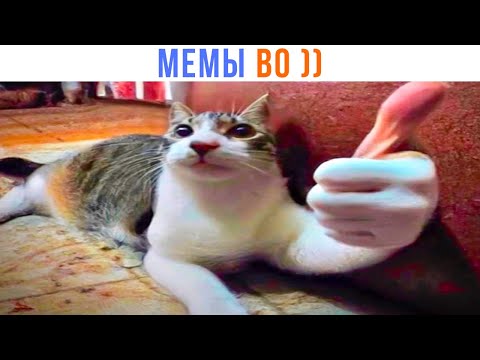 Видео: ВОТ ТАКИЕ МЕМЫ! ))) | Приколы | Мемозг 1374