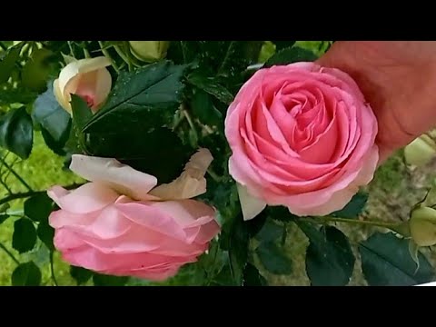 Видео: Моя троянда, my  Rose " Pierre de Ronsard " ( Літо, summer 2024 ).