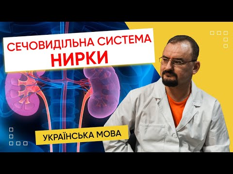 Видео: 7. Сечовидільна система - нирки. Інформція від доктора Голода​