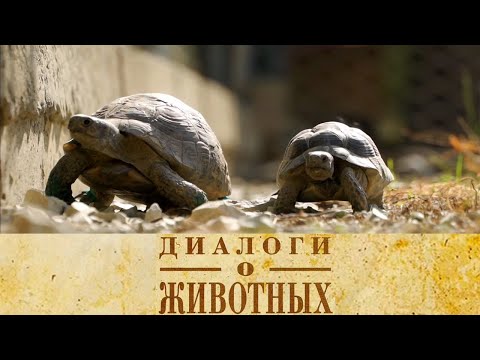 Видео: Сафари Парк в Геленджике. 6-я серия // Диалоги о животных @SMOTRIM_KULTURA