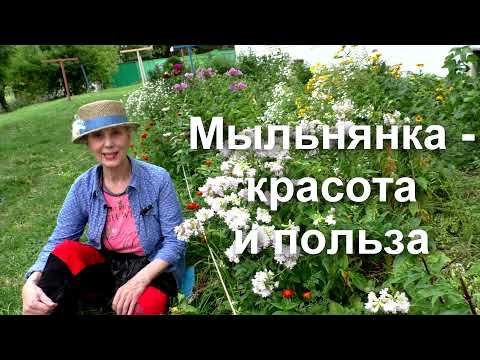 Видео: Мыльнянка лекарственная,  Saponaria officinalis, Soapwort,  размножение, польза в моём палисаднике