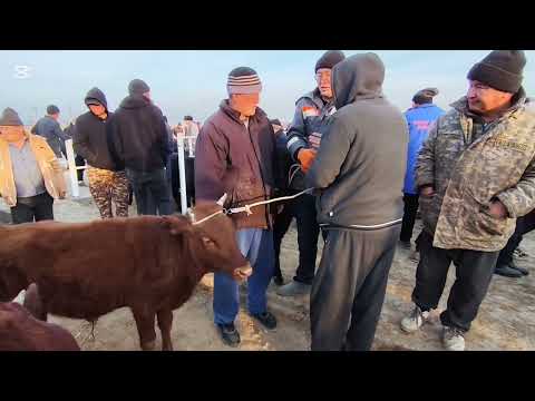 Видео: МАЛДЫ ТУСИРМЕ 13 НОЯБР 2025 ЖЫЛ ХАЛКАБАД МАЛ БАЗАР БАХАЛАРЫ