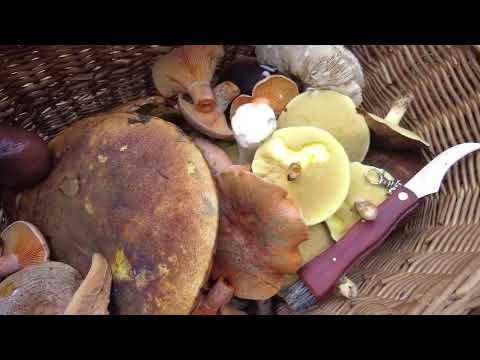 Видео: Вот это мы набрали грибов в Германии!!