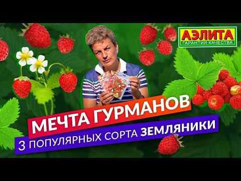 Видео: Три самых популярных сорта земляники. Собираем землянику летом