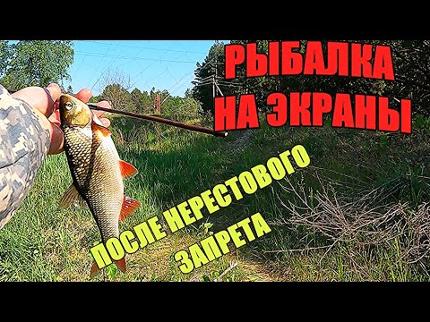 Видео: Ловим рыбу на ЭКРАНЫ-ТЕЛЕВИЗОРЫ в новом сезоне.