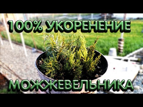 Видео: Размножение можжевельника черенками I черенкование можжевельника весной I