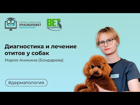 Видео: Диагностика и лечение отитов у собак, лектор Мария Аникина (Бондарева)