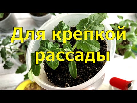 Видео: СДЕЛАЙ ЭТО 1 раз В МАРТЕ и 1 раз В АПРЕЛЕ, чтобы РАССАДА ТОМАТОВ была КРЕПКАЯ и НЕ БОЛЕЛА
