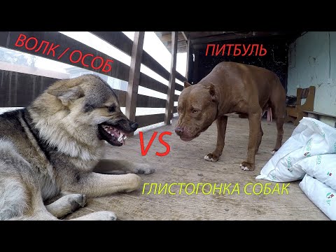 Видео: Волк vs питбуль, разборки с вожаком. Глистогонное.