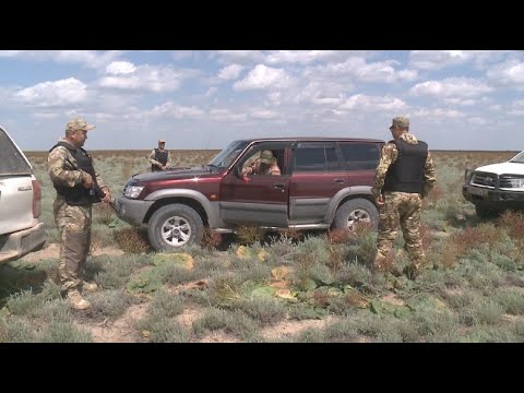 Видео: Қызылорда облысында киікке күзет күшті