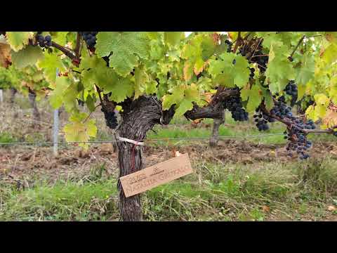 Видео: Клуб iWinemaker. Урожай 2025. ОСЕНЬ. Участок N° 506