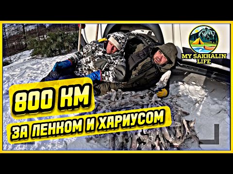 Видео: Уехал за 800км, чтобы поймать хариуса и ленка на Сахалина