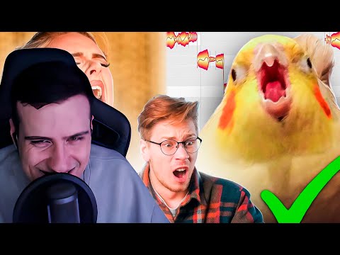 Видео: Эти попугаи поют лучше людей... И я наложил их вокал на музыку | Реакция Hellyeahplay