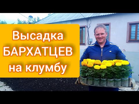 Видео: Высадка БАРХАТЦЕВ на клумбу