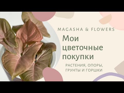 Видео: 🍃Цветочный шоппинг🍃 И немного отсебятины☺️