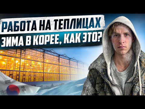 Видео: РАБОТА В КОРЕЕ НА ТЕПЛИЦЕ ЗИМОЙ, КАК ЭТО?