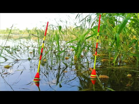 Видео: КАРАСИ КЛАДУТ ПОПЛАВКИ У ЗЕЛЁНОГО КАМЫША. Рыбалка на поплавок