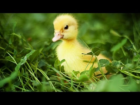 Видео: [Овощ и El Mandarin] - УТОЧКИ ИДУТ В БОЙ