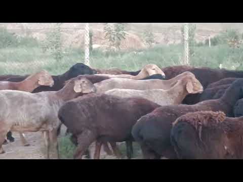 Видео: 22 октября 2025 г.