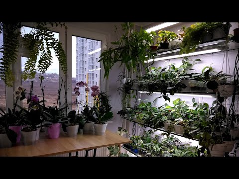 Видео: Мои комнатные растения  //  Шторы, стол и цветы