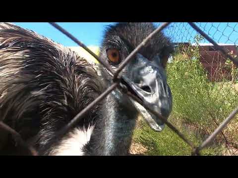 Видео: Покатушки в Сарыбеле. Бухтарминское водохранилище. ВКО.