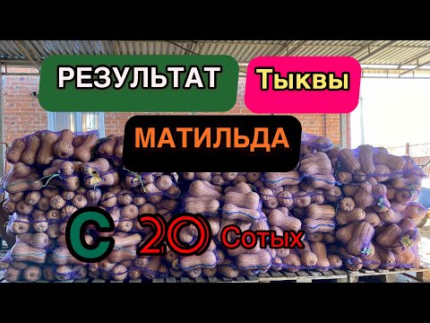 Видео: Результат тыквы Матильда