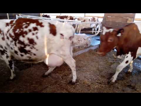 Видео: Экскурсия по нашей молочной ферме