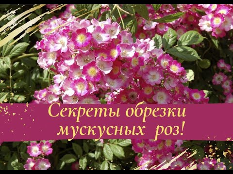 Видео: Секреты обрезки мускусных роз!