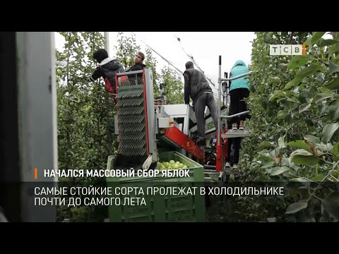 Видео: Начался массовый сбор яблок