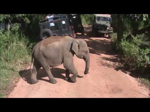 Видео: В Шри Ланка с "ТРАВЕЛМАНИЯ"част2