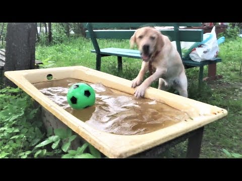 Видео: Смешные собаки 2018 Приколы с Собаками ТОПовая подборка Funny Dogs Compilation 2018 #1