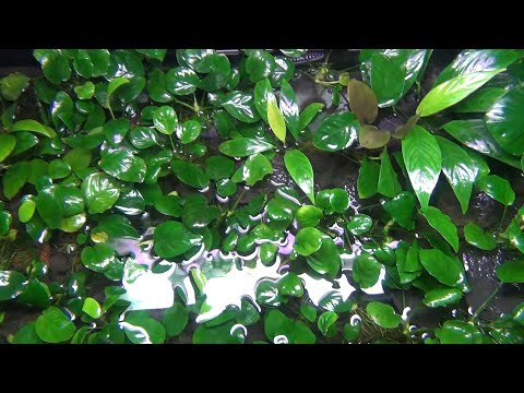 Видео: Анубиасы.  Новое место на вырост.