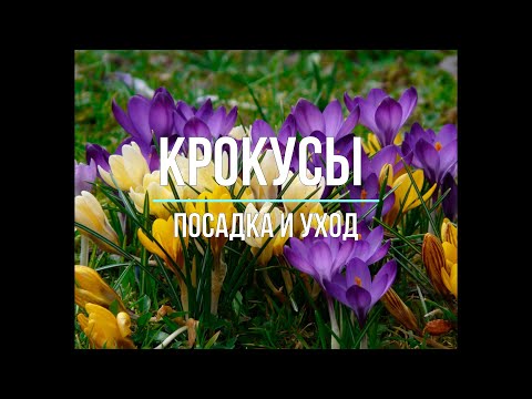 Видео: Крокусы на даче: секреты посадки и ухода. 10 советов от Хитсад