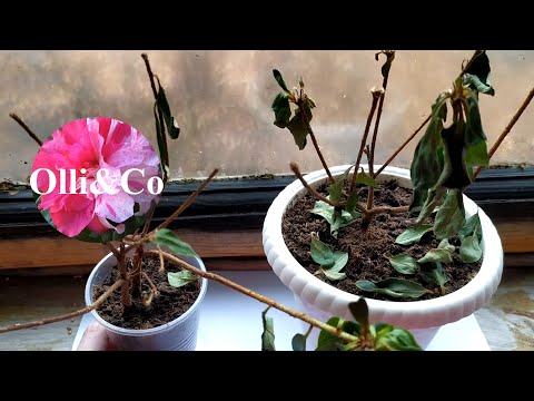 Видео: АЗАЛИЯ Погибла еще одна Уценка