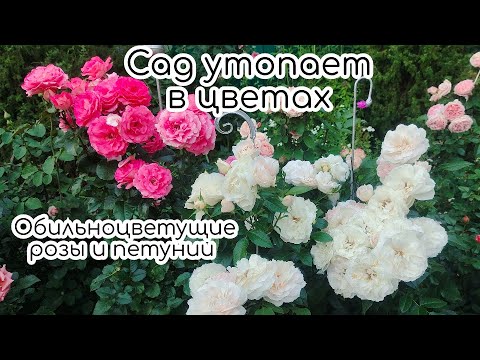 Видео: Сад утопает в цветах. Обильноцветущие розы и петунии