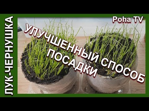 Видео: Новые тонкости посадки лука - чернушки в улитку