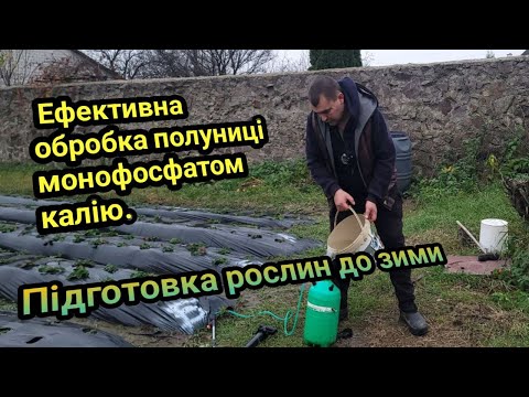 Видео: Ефективна обробка полуниці монофосфатом калію. Підготовка рослин до зими