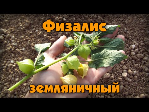 Видео: Физалис земляничный (Physalis peruviana)
