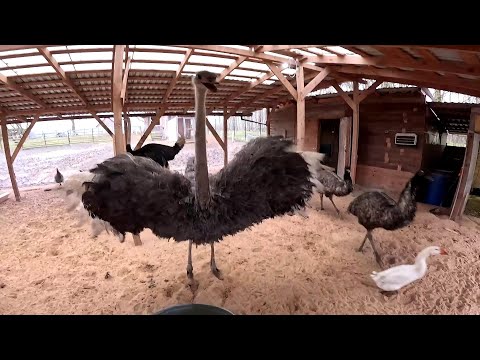 Видео: Побить меня хочет ! Страус нападает ! Подруга стала врагом ! ХУТОР В ЛЕСУ №884