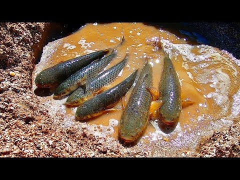 Видео: КРУПНЫЙ ПЕЛЕНГАС ИДЁТ!!! Кирилловка 2020!