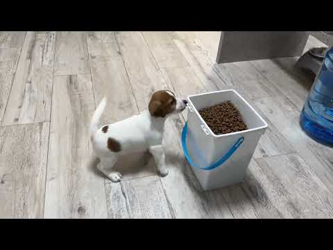 Видео: Продается щенок Джек Рассел терьера Симон