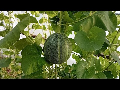 Видео: Пъпеши в парника отглеждани вертикално