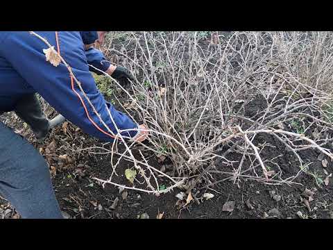 Видео: Принципи обрізки агрусу.