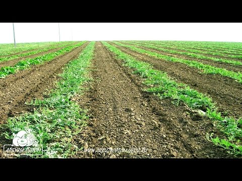 Видео: Междурядная культивация поливного арбуза, кпш-3
