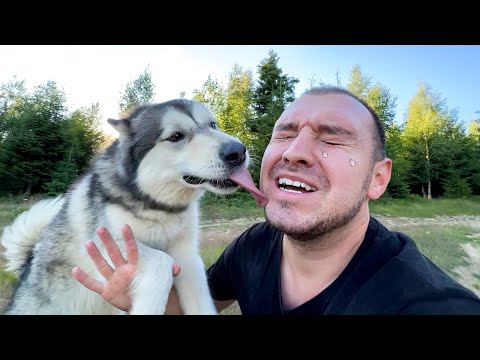 Видео: ПОТЕРЯЛАСЬ СОБАКА МАЛАМУТ ЛЕКСИ в КАРПАТАХ !