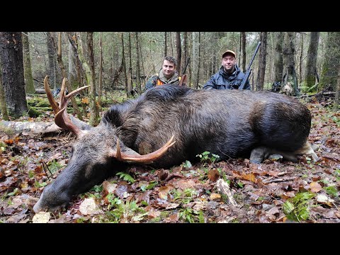 Видео: Охота на лося. Новичкам снова везет!